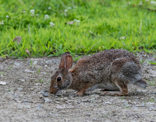 wild rabbit