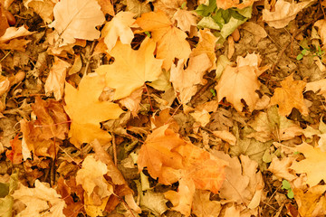 Fallen leaves pattern background. Yellow foliage on ground. Autumn nature wallpaper.