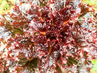 Fresh Red oak lettuce plant on soil in the garden. Organic vegetable for healthy food.