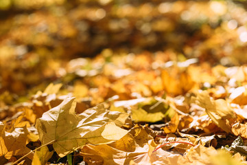 Harvest time. Fall nature. Yellow maple leaves on ground. Defocused background.