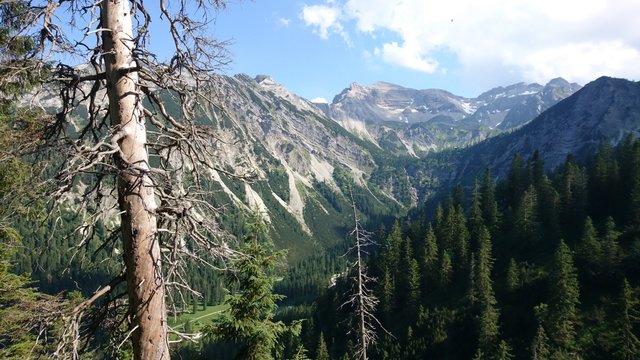 ein Berg in den Alpen vor totem Baum