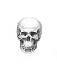 Obraz premium Human bones. Scull hand drawn illustration. Body anatomy, medical drawing.