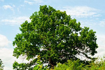 Large oak with green foliage. Beautiful tree. Seasons summer. Tree with foliage which is suitable for washing in the bath.