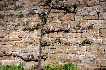 Bowral Australia, stone wall with pruned vine in autumn light