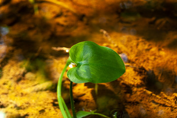 Green leaf on the background of a forest stream. Beautiful natural background. View from above. Marsh plant.