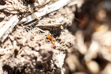 Red ant in the forest. Red ant bites painfully. Forest insects. Macro shooting