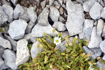 white flowers growing among the rocks