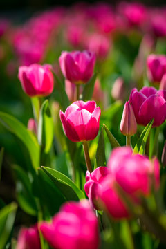 Pink tulip flower in the tulip garden with morning sunlight environment. Flower close up photo. 