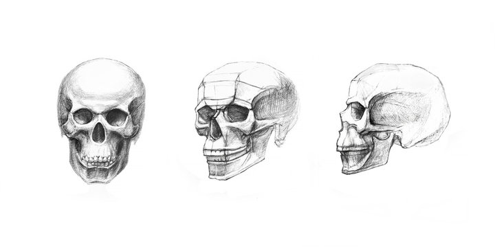 Skull in profile and side view. Pencil drawing isolated on white background.  Body anatomy, medical illustration. 