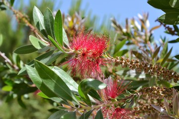 Fototapeta premium Callistemon (Bottlebrush shrub) flower. Callistemon red blooming flower with green leaves
