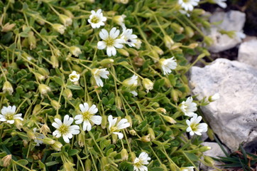 white flowers growing among the rocks