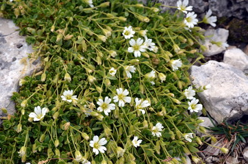 white flowers growing among the rocks