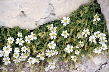 white flowers growing among the rocks