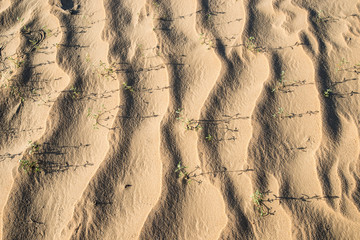 plants in the desert