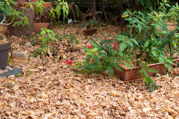 Leeton Australia, autumn leaves covering ground in pot plant garden