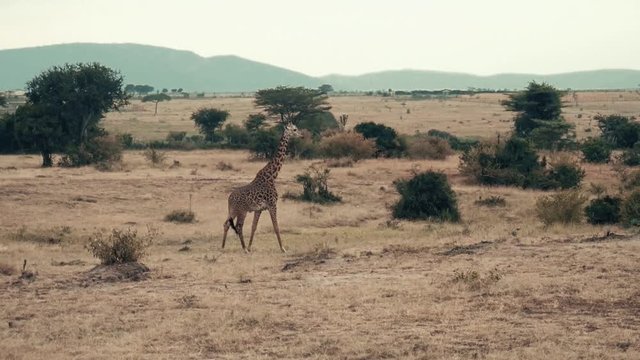 Giraffe in der Savanne in Afrika