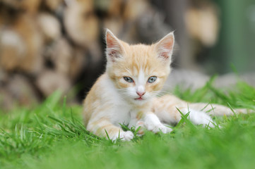 red kitten sitten on meadow in the garden