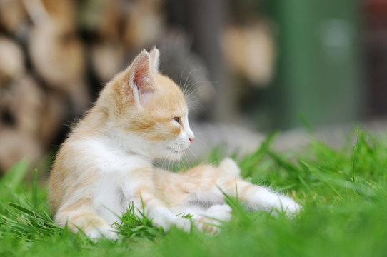red kitten sitten on meadow in the garden