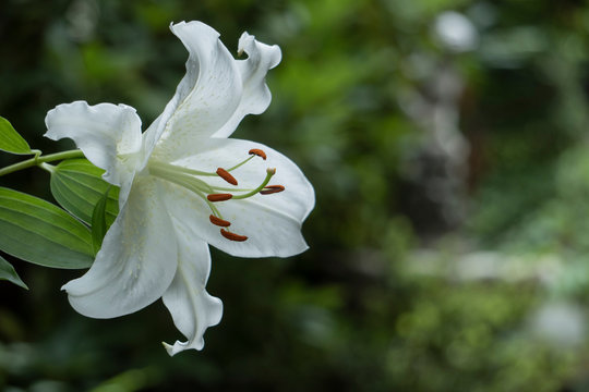 カサブランカ Images Browse 960 Stock Photos Vectors And Video Adobe Stock
