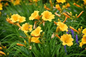 Beautiful yellow flowers in a garden near Lappago in the italian Dolomites. Val Pusteria, South Tyrol. Italy.