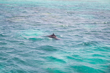 Blue sea water with wild dolphins