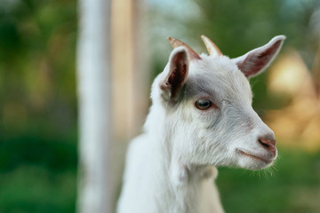 portrait of a goat