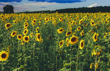 Sunflowers field under sunset cloudy sky. Farming concept. Agriculture, oil, harvest season, organic food, august