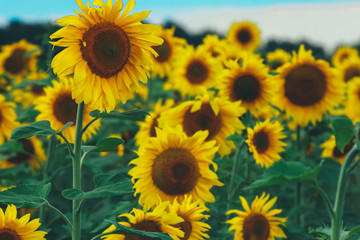 Fototapeta premium Sunflowers field. Farming concept. Agriculture, oil, harvest season, row, organic food, august, close up