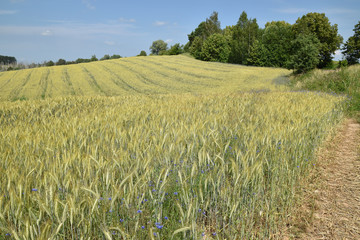 Barley field in Warmia Poland