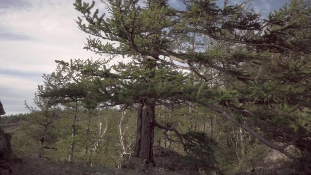 Handheld shot on a rock. Using electronic 3-axis stabilizing system. View with movement over the stones to the spruce. Overcast weather.