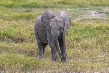 Fototapeta na wymiar A young elephant playing in the savannah in Africa