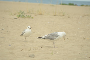 Sea gulls on the sandy shore