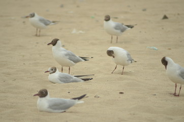 Sea gulls on the sandy shore