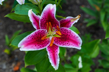 close up of Stargazer lily blooming in the orange garden