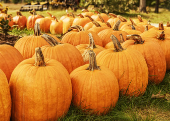 Orange big pumpkins on green grass. Symbol of the halloween sign, harvest.