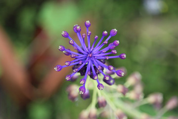 purple flower Leopoldia comosa 