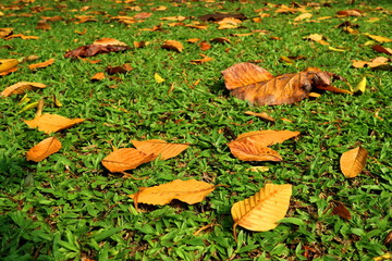 Colorful dry leaves on the green grass in autumn season. Nature background concept.