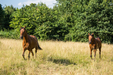 Brown horses trot free in a meadow