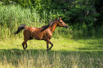 Brown horses trot free in a meadow