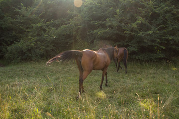 Brown horses trot free in a meadow