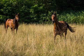 Brown horses trot free in a meadow