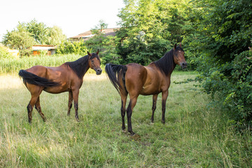 Brown horses trot free in a meadow