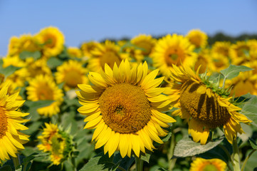 Fleurs de tournesol en gros plan