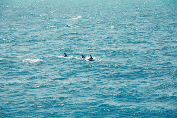 Blue sea water with wild dolphins