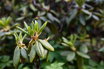 Green rhododendron flowers is close