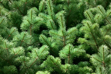 Green pine tree branches background close up, spruce twigs texture, fir branches pattern, coniferous forest natural ornament, winter holidays backdrop, Christmas and New Year decoration design element