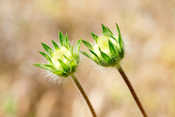 flower on brown background