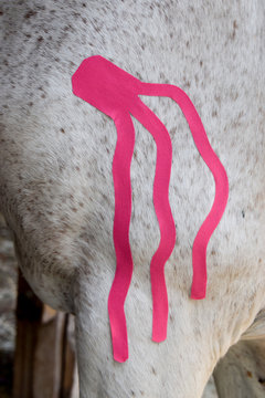 Taping am Pferd