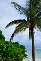 Palm trees on the beach