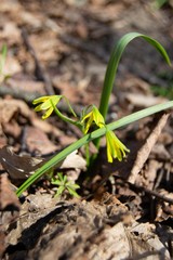 A beautiful Star of Bethlehem plant is blooming on the dried autumn leaves.